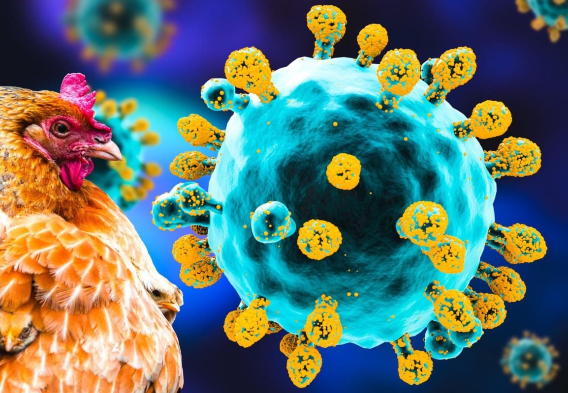 Bird Flu Resurfaces in Maharashtra, Raising Human Infection Concerns