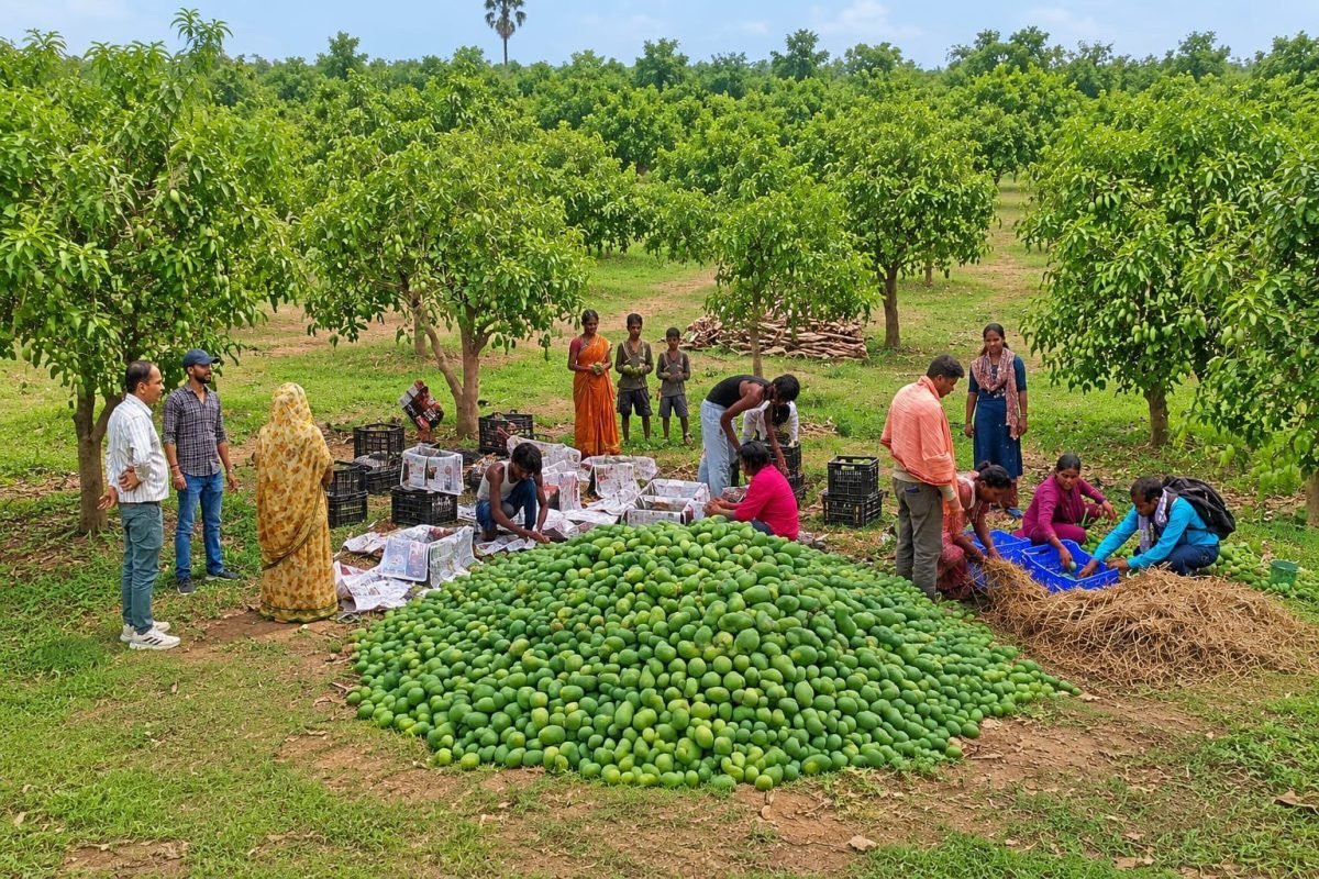 Piyush Goyal Hails Export of Jharkhand’s Amrapali Mangoes to UK as ‘Local Goes Global’ Success Story