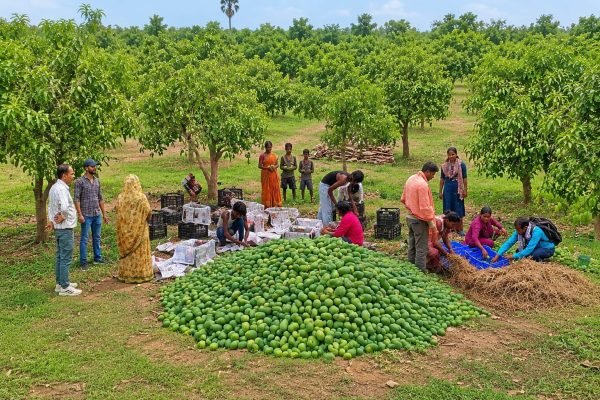 Piyush Goyal Hails Export of Jharkhand’s Amrapali Mangoes to UK as ‘Local Goes Global’ Success Story