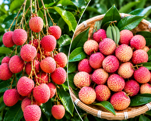 Assam’s GI-Tagged Tezpur Litchi Reaches Dubai in Landmark Export Boost