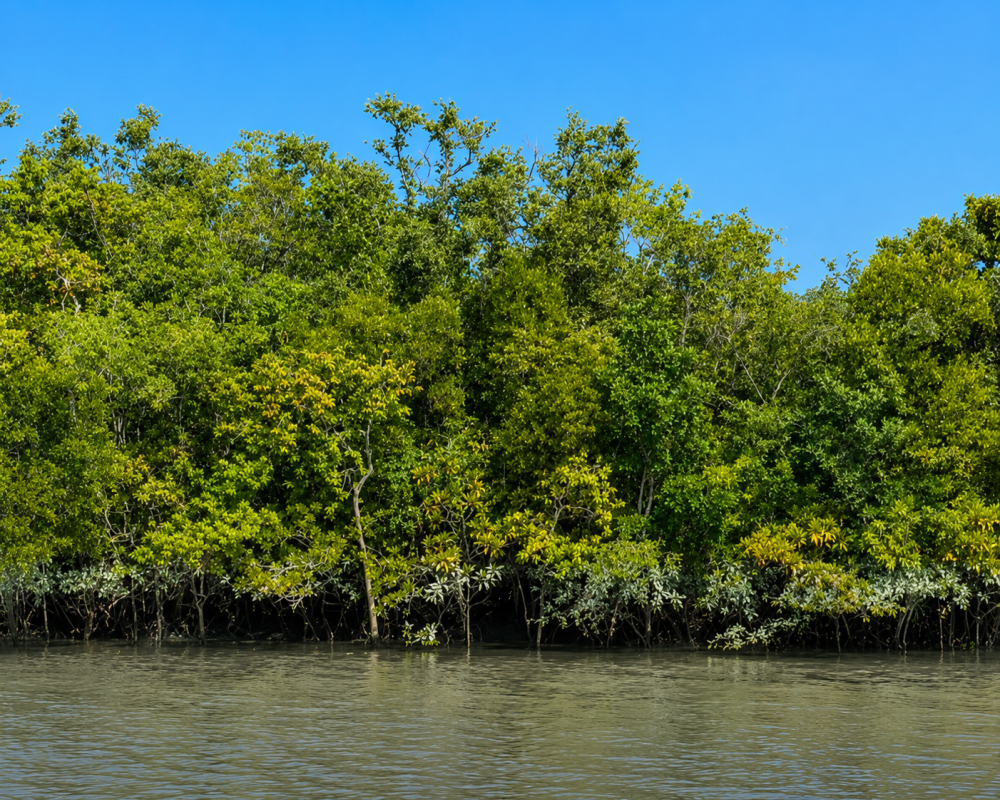 Sundarbans Global Tourism Destination: West Bengal Unveils Eco-Tourism Development Plan