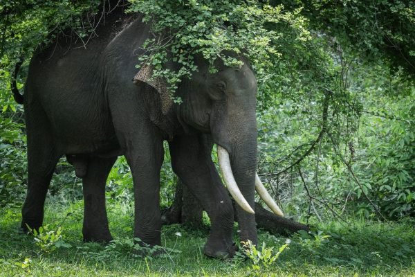PM Modi Marks World Elephant Day, Hails India’s Conservation Efforts
