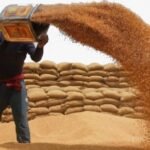Centre Raises Wheat Procurement Target by 15% to Support Rain-Hit Farmers